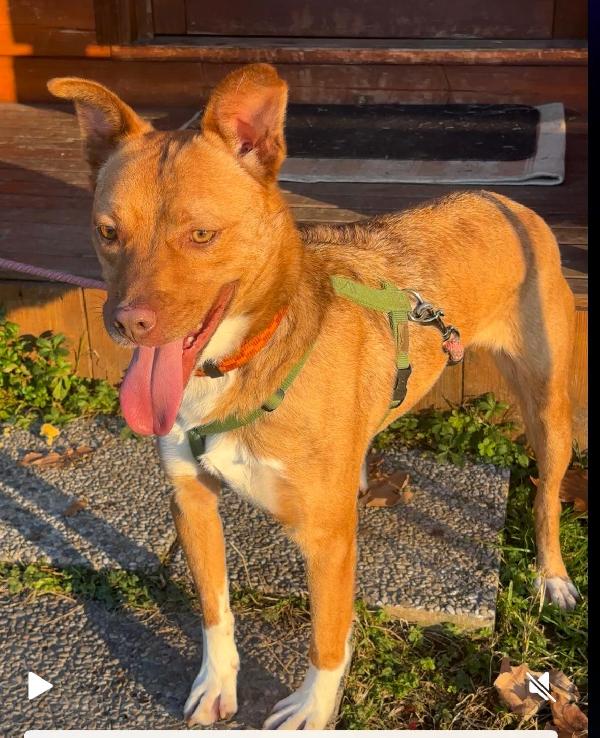 LUCKY OCCHI DI AMBRA Foto 5